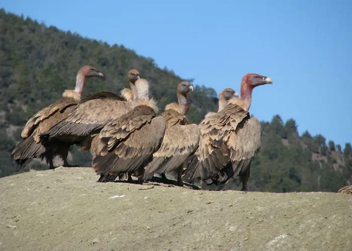 Casa La Herradura Semesterbostad Royuela